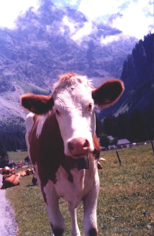 Gryon-Villars Solalex cow